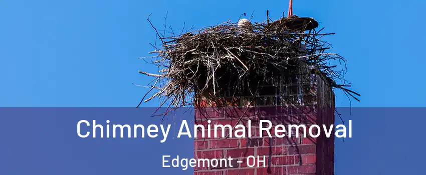 Chimney Animal Removal Edgemont - OH