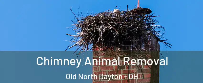 Chimney Animal Removal Old North Dayton - OH
